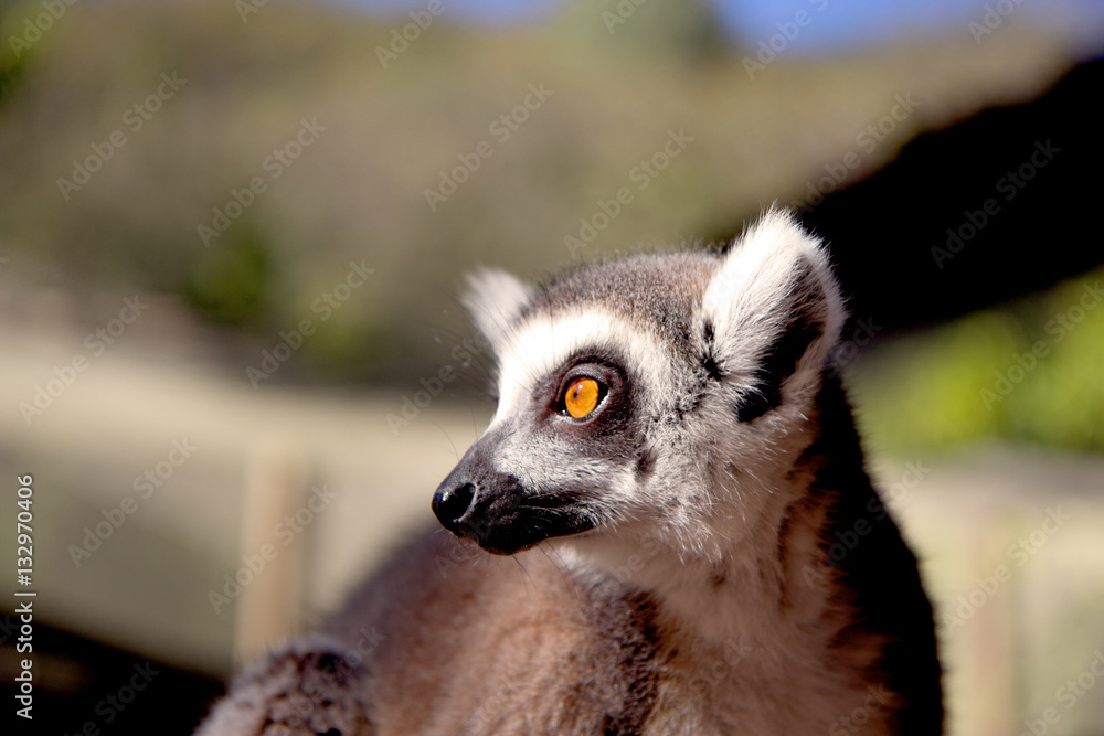 Naklejka premium Close up portrait of a cute ring tailed lemur on the blurred background. Copy space for text.