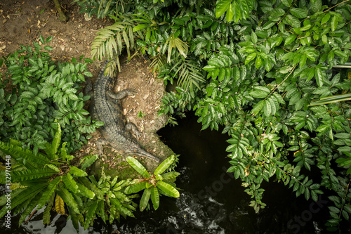 One crocodile among trees © Filipe Lopes