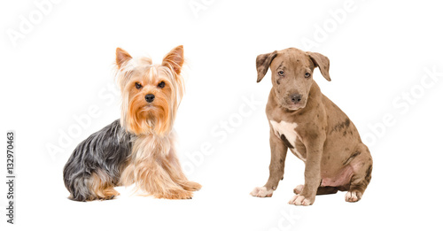 Fototapeta Naklejka Na Ścianę i Meble -  Yorkshire terrier and a pit bull puppy sitting together