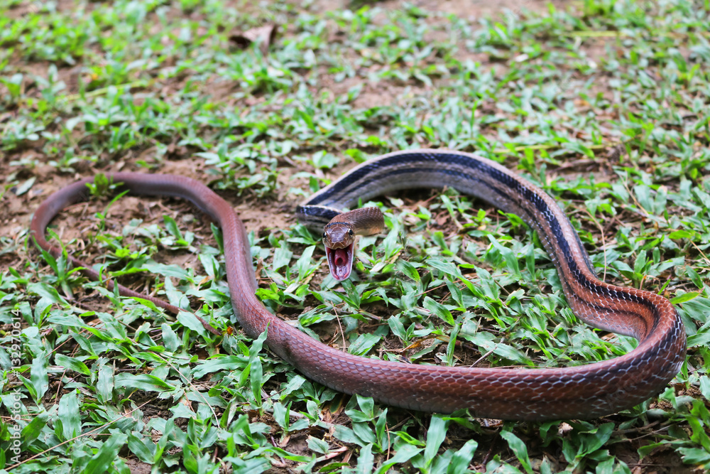 The Snake fighting,Copper-headed Racer. The Snake fighting,Copper-headed Racer.