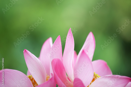 close up of blossom pink lotus flower