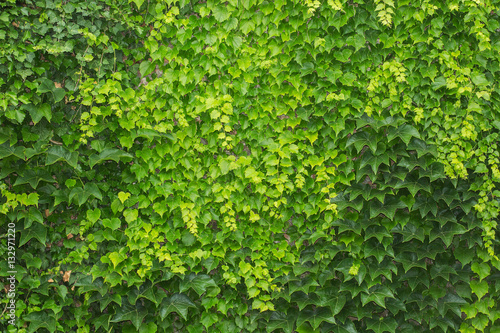 Fototapeta Naklejka Na Ścianę i Meble -  Green living fence from ivy leaves