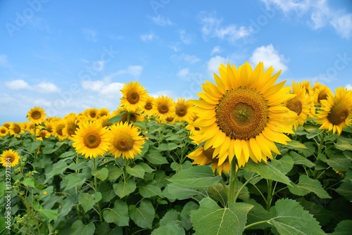 Fototapeta Naklejka Na Ścianę i Meble -  明野のひまわり