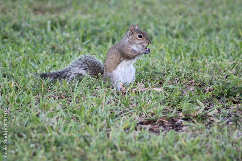 friendly squirrel eating 