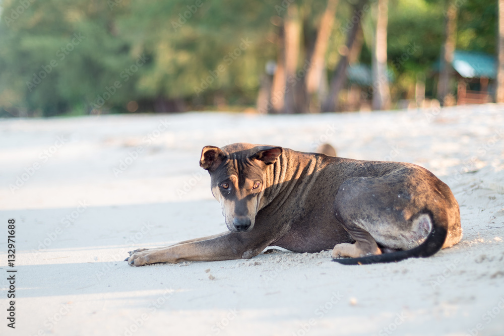 Dog on the beach