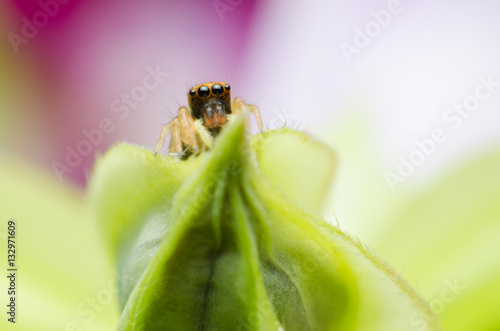 jumping spider on flower