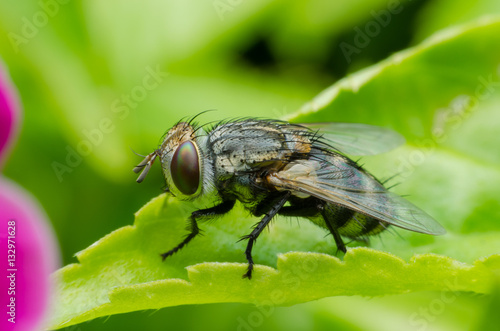 a fly on green flower leaf .