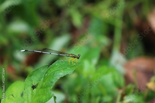Little dragonfly,white long-tail in the garden.  © THANAGON
