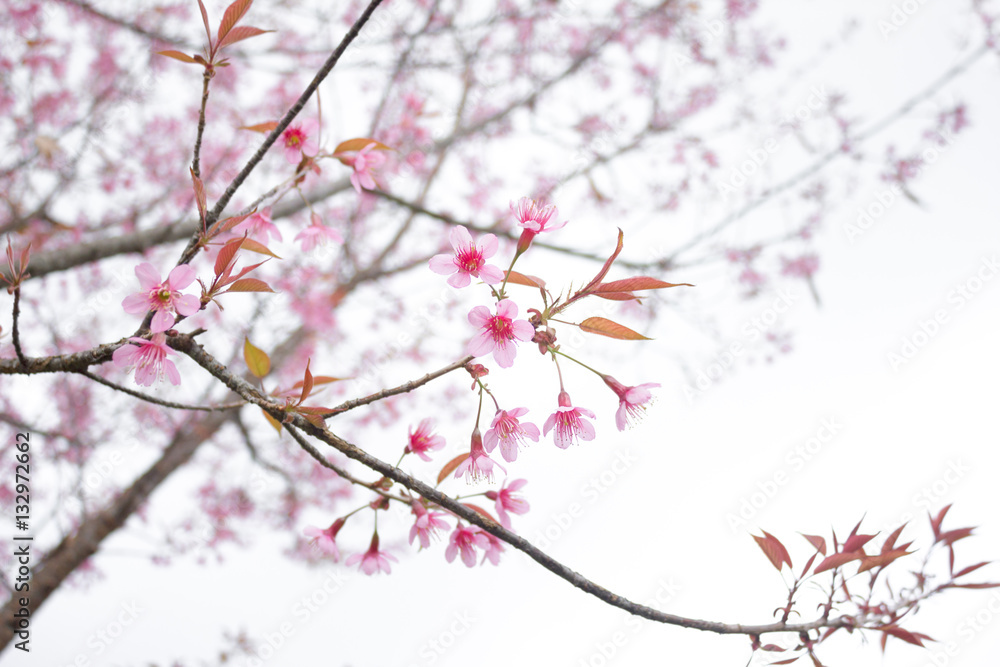 Wild Himalayan Cherry