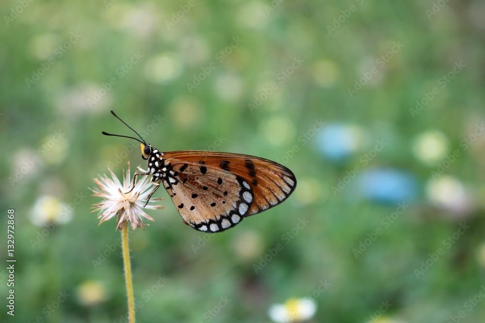 Beautiful brown butterfly perched on a flower in the garden. Beautiful brown butterfly perched on a flower in the garden.