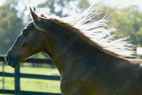 Beautiful thoroughbred marchador horse in green farm field pasture equine industry
 photo