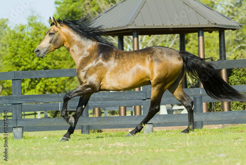 Fotografie Beautiful thoroughbred marchador horse in green farm field pasture equine indust