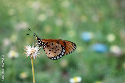 Beautiful brown butterfly perched on a flower in the garden.  © THANAGON