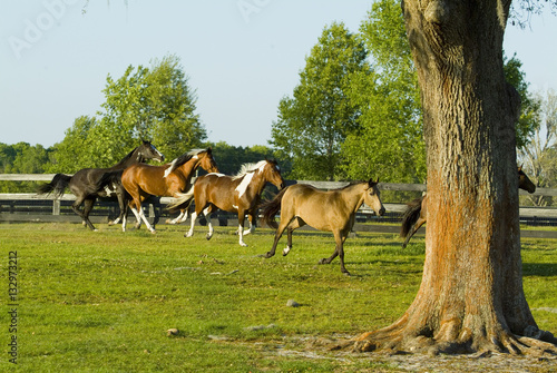 Beautiful thoroughbred marchador horse in green farm field pasture equine industry  