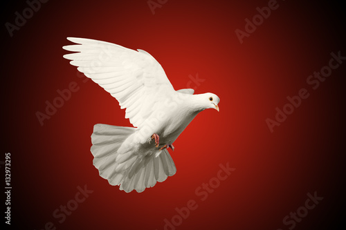 white dove flying symbol of love isolated on red and black background