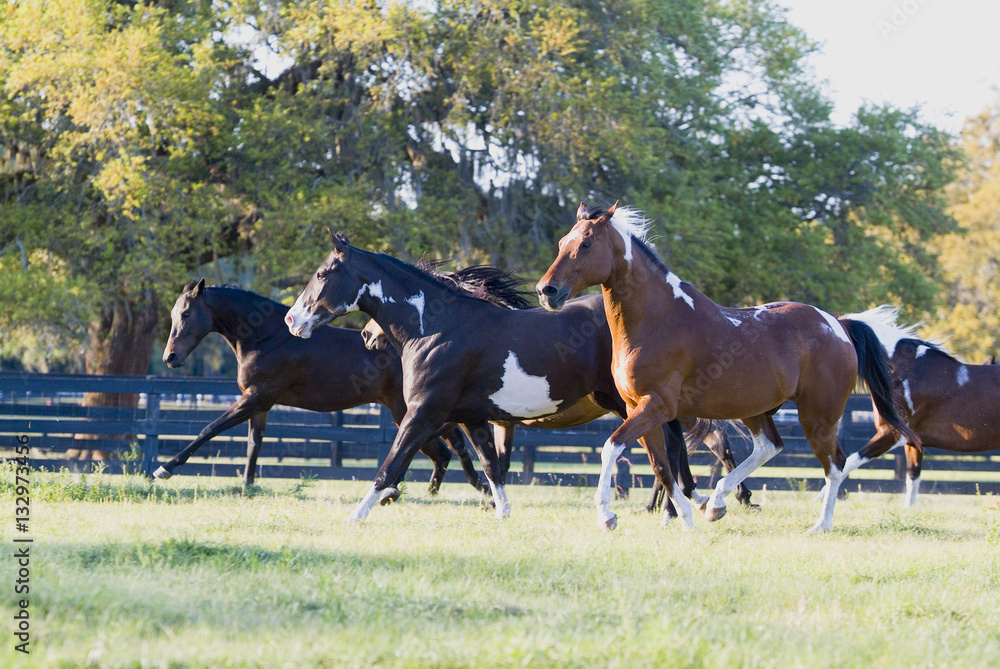 Beautiful thoroughbred marchador horse in green farm field pasture equine industry
Beautiful thoroughbred marchador horse in green farm field pasture equine industry