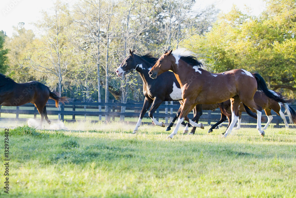 Beautiful thoroughbred marchador horse in green farm field pasture equine industry
Beautiful thoroughbred marchador horse in green farm field pasture equine industry