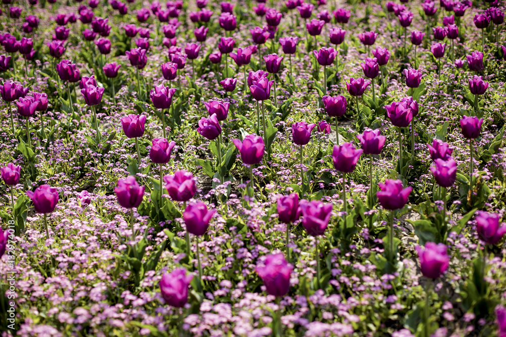 Pink Tulips