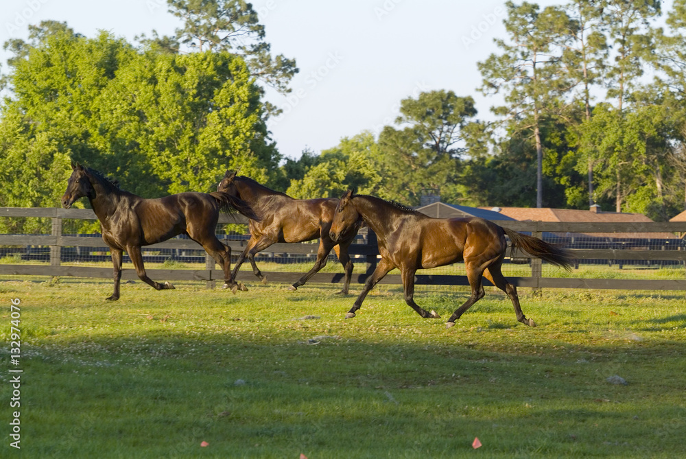Beautiful thoroughbred marchador horse in green farm field pasture equine industry
Beautiful thoroughbred marchador horse in green farm field pasture equine industry