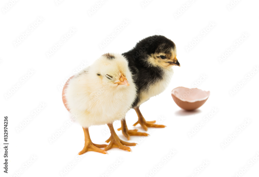 little chicken isolated little chicken isolated