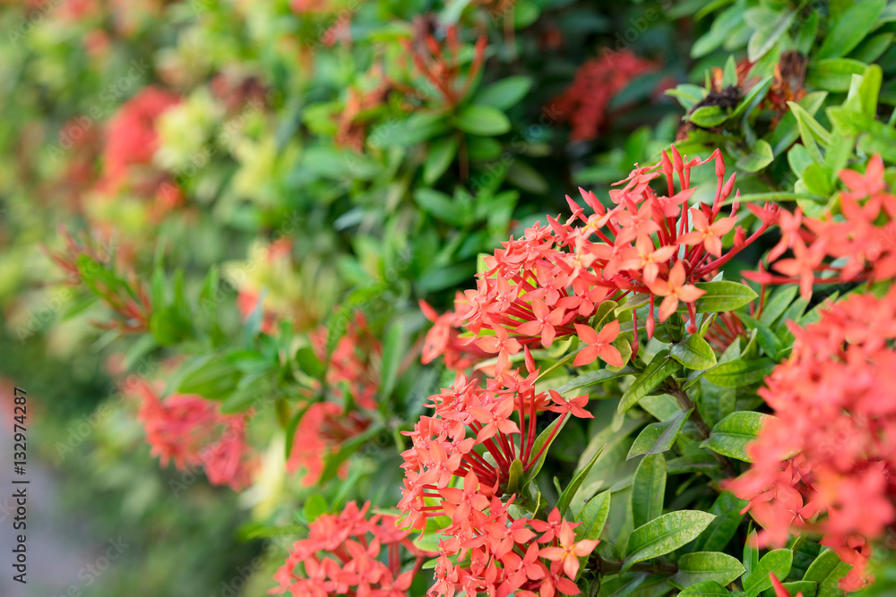 Red ixora with green leaf