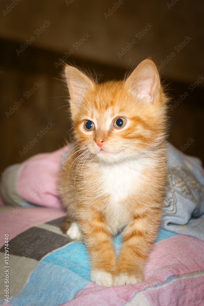 Tabby ginger kitten