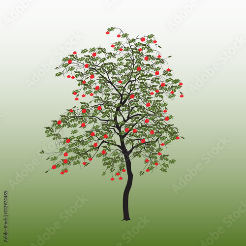 Mountain ash with green leaves
