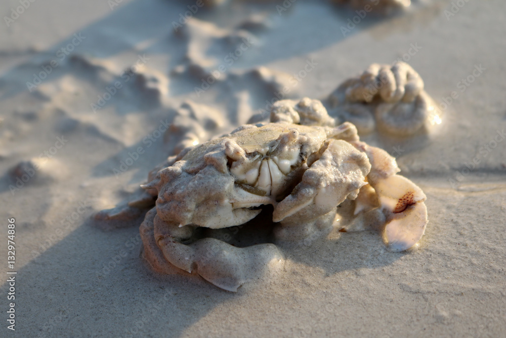 The crab is embedded into the sand. The crab is embedded into the sand.