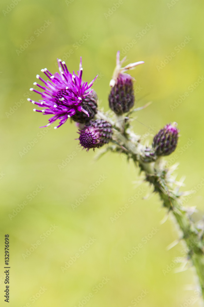 Close-up of a Thistle bloom, the national flower of Scotland Close-up of a Thistle bloom, the national flower of Scotland