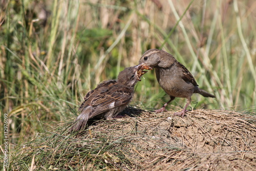 house sparrow feeding young