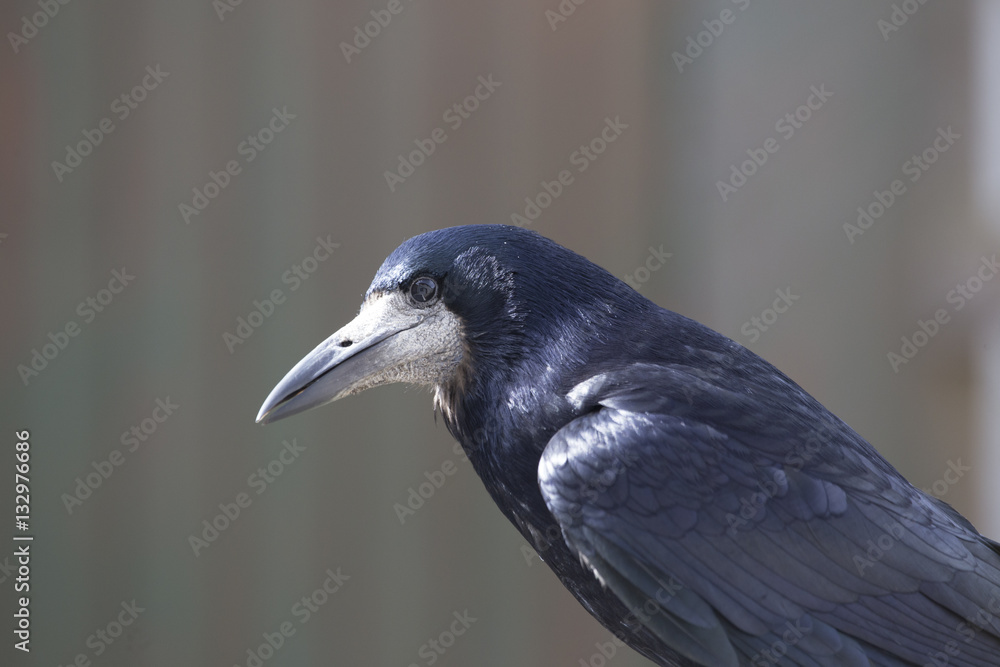 Fototapeta premium rook portrait