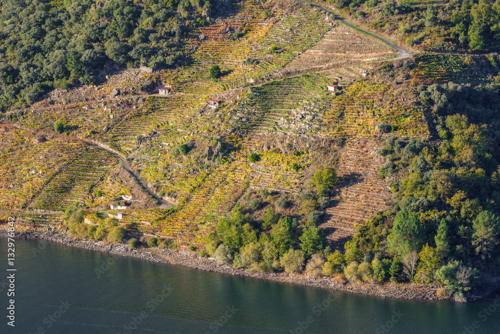 Hillsides covered by vineyards