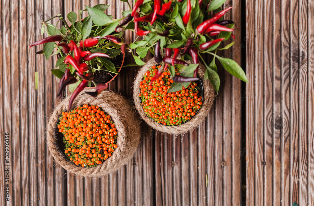 Fototapeta premium Orange Nertera