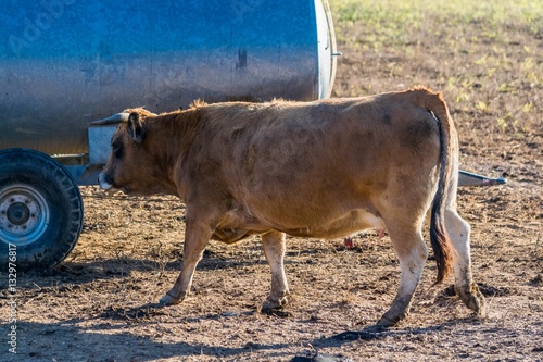 Vache Aubrac.