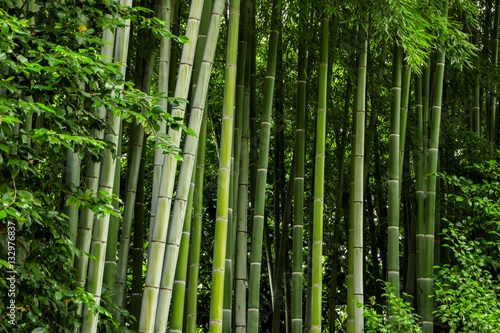 Green bamboo trunks. Leaves and stems. Get lost in the jungle.