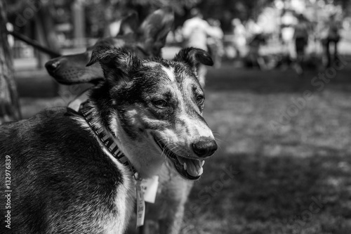 Black and white Shelter dog portrait in the park.