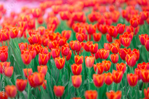 Red Tulip field © kobozaa