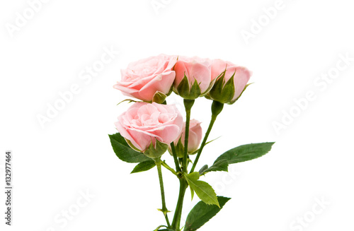 small rose isolated