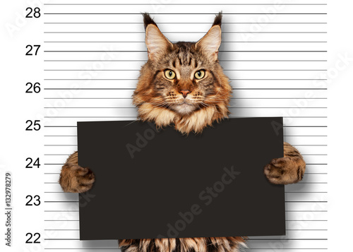 Fototapeta Naklejka Na Ścianę i Meble -  Katze Mugshot