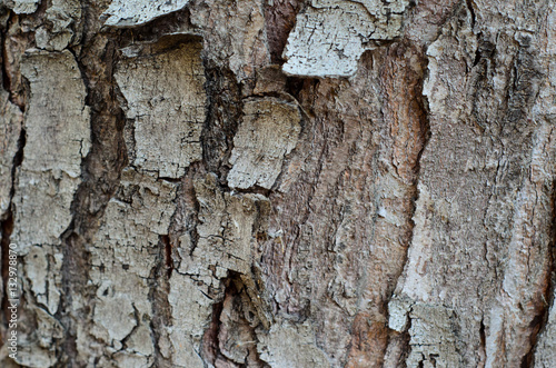 Background of the tree bark