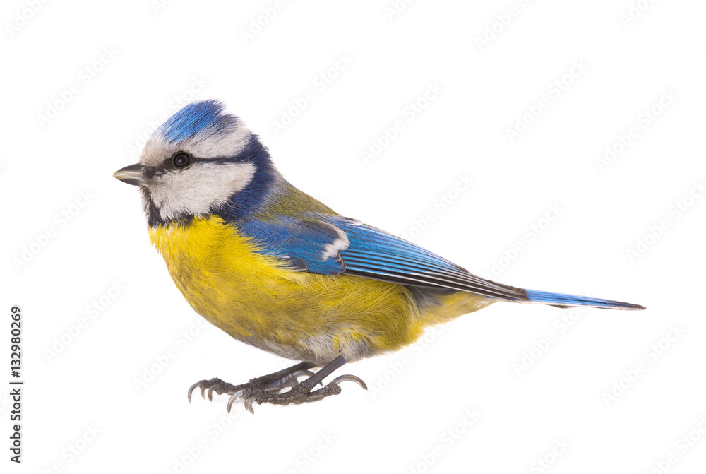 Fototapeta premium Eurasian Blue Tit