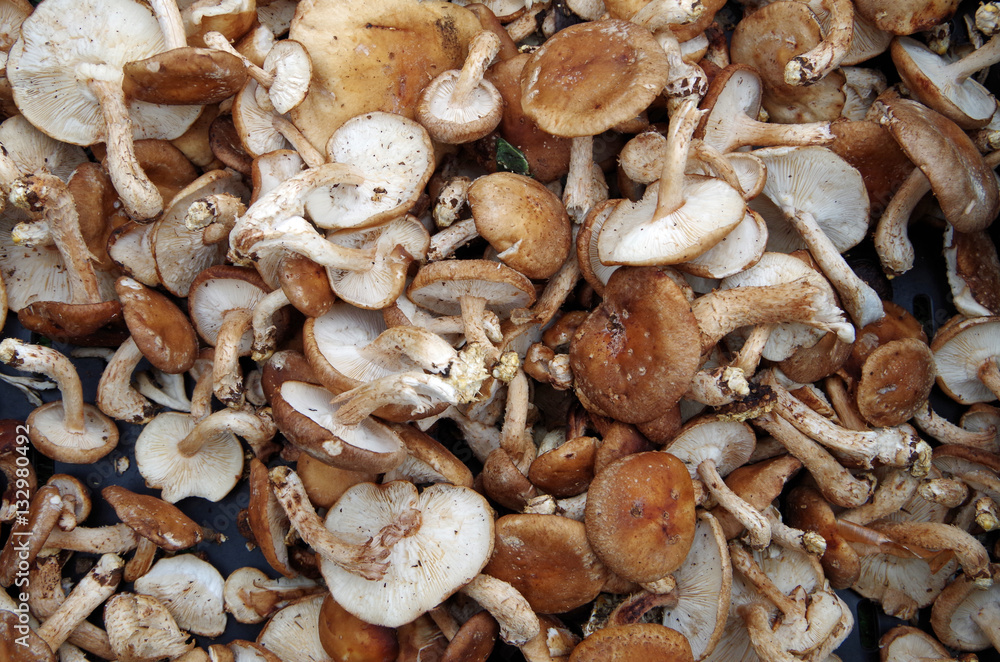 Farm fresh shiitake mushrooms displayed for market Farm fresh shiitake mushrooms displayed for market