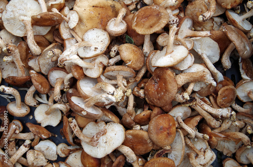 Farm fresh shiitake mushrooms displayed for market