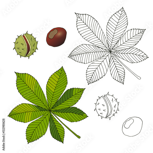 Aesculus. Buckeye. Horse chestnut. Chestnut. Medical plant.