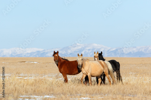 Group of horses on the grazing field on mountains background