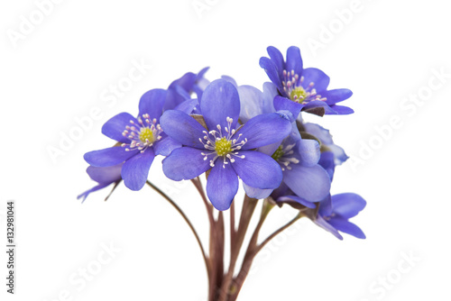 Fototapeta Naklejka Na Ścianę i Meble -  blue flower isolated