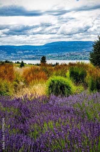 Lavender Farm