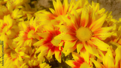 beautiful gazania flowers blooming on sunrise day