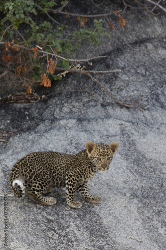 Leopard Cub photo