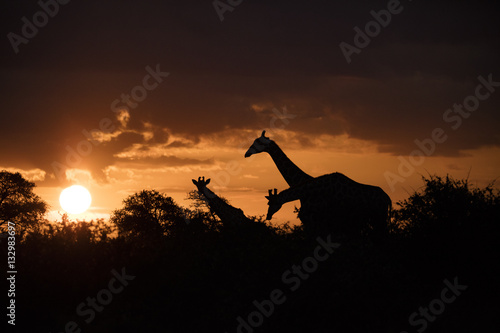 Giraffe siholette at sunset photo